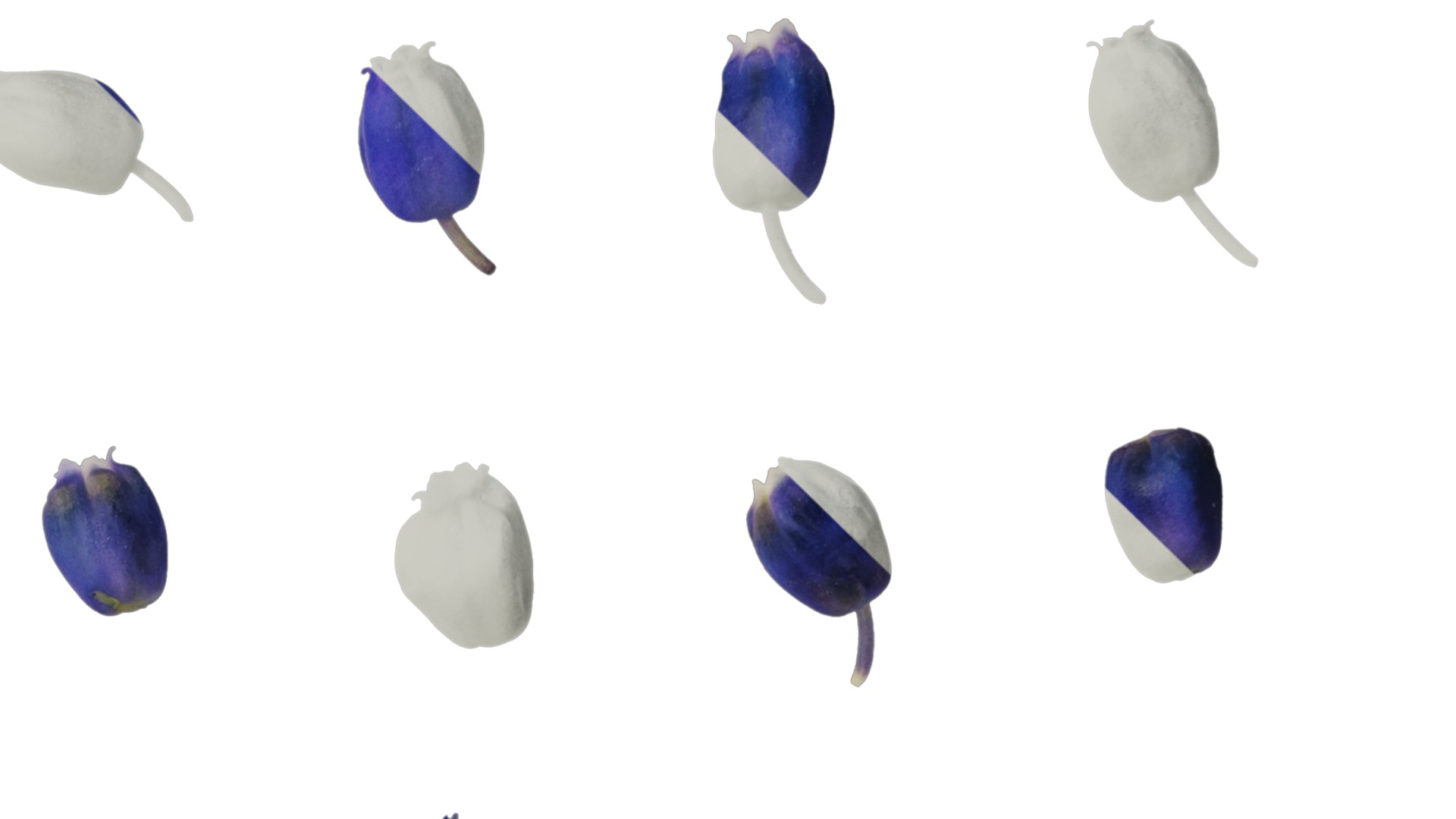 Anydrafts Muscari latifolium Flower 05 Texture_4