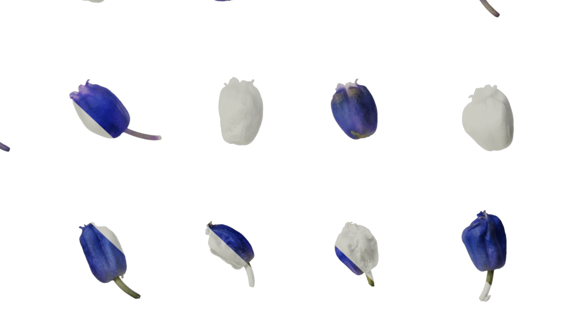 Anydrafts Muscari latifolium Flower 05 Texture_7