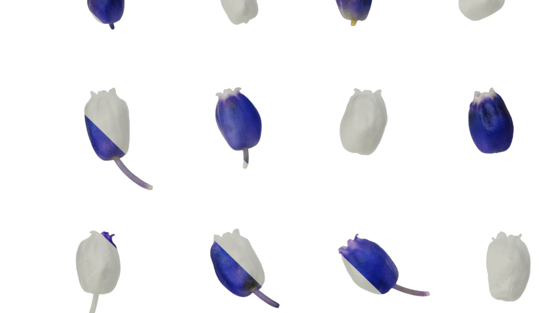 Anydrafts Muscari latifolium Flower 05 Texture_3