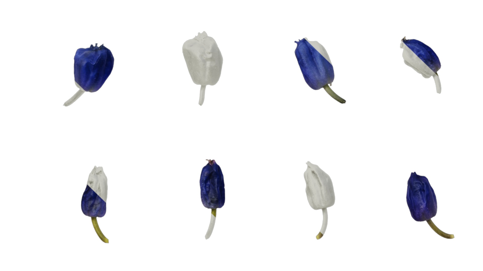 Anydrafts Muscari latifolium Flower 05 Texture_5