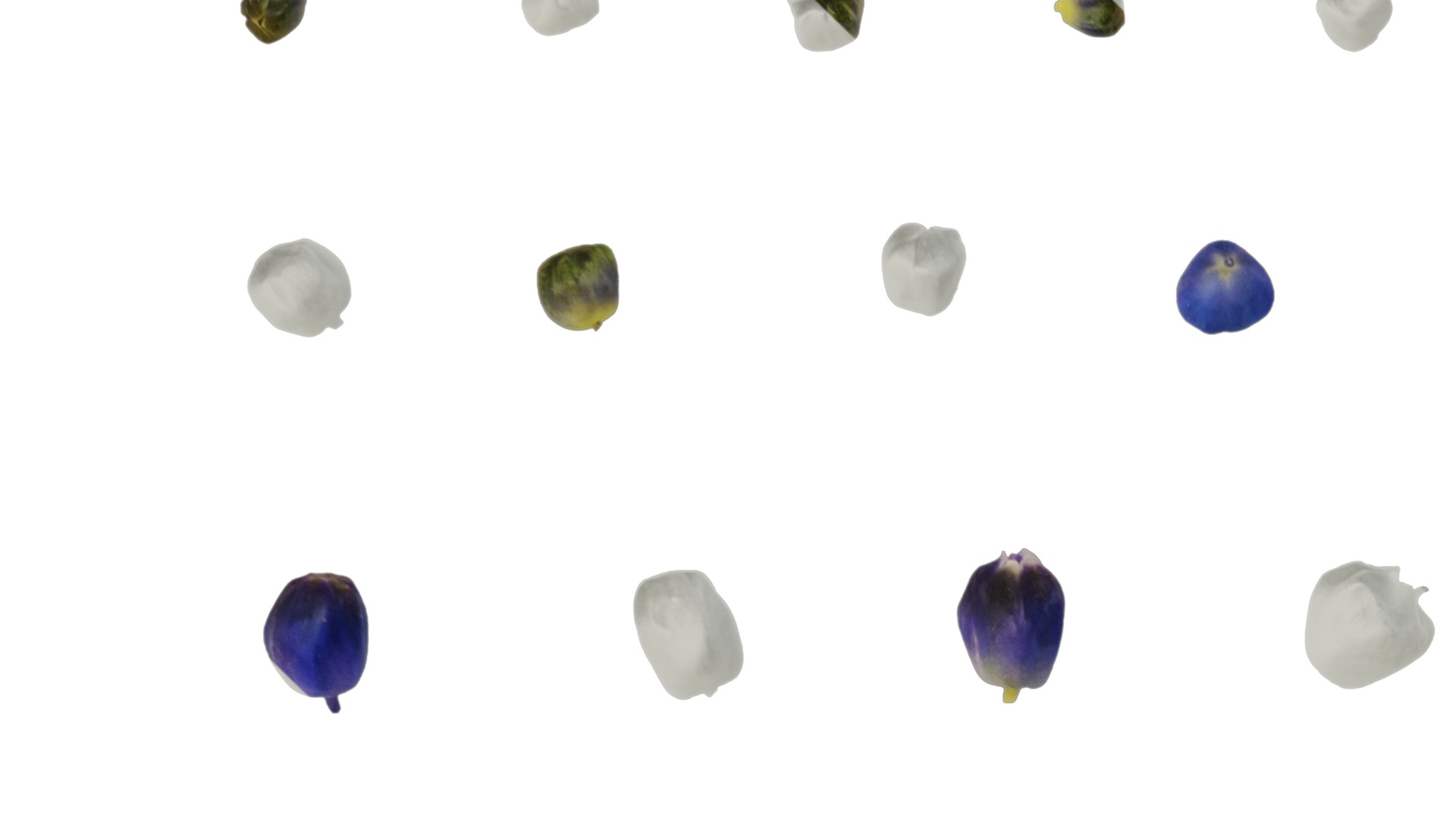 Anydrafts Muscari latifolium Flower 05 Texture_1