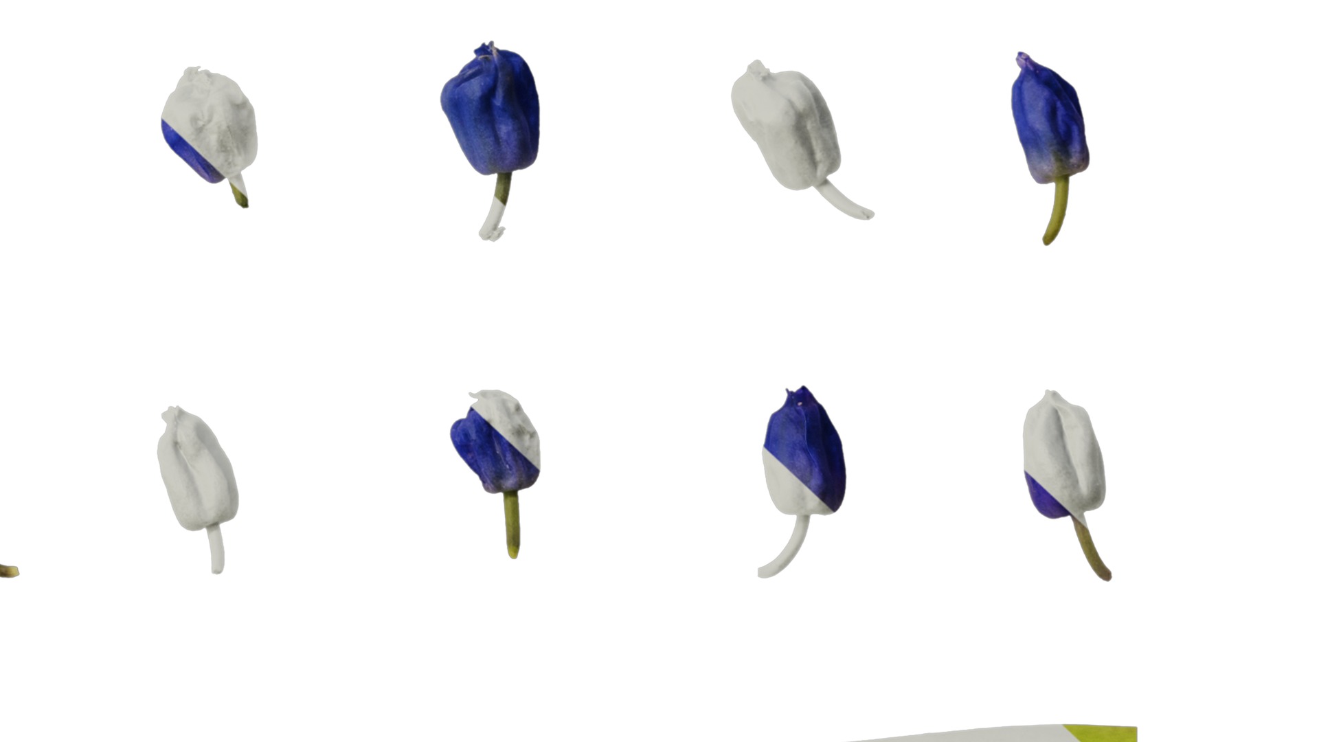 Anydrafts Muscari latifolium Flower 05 Texture_6