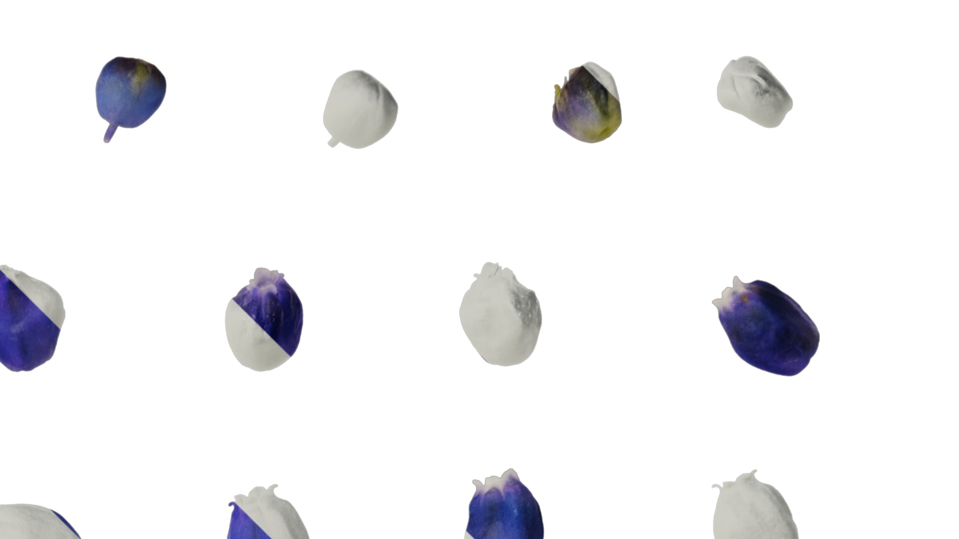 Anydrafts Muscari latifolium Flower 05 Texture_2