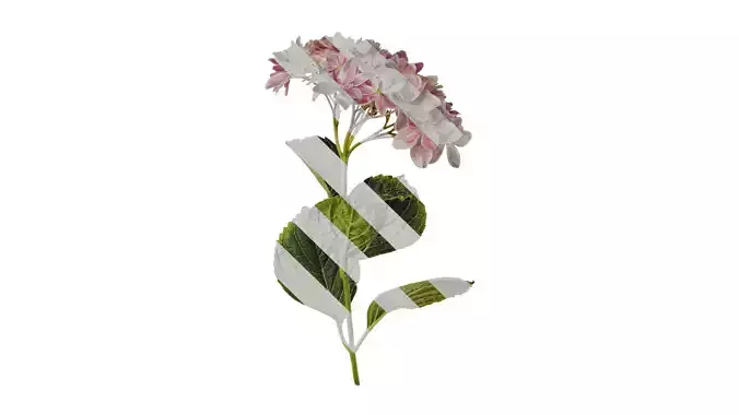 Anydrafts Hydrangea macrophylla Atlas 42