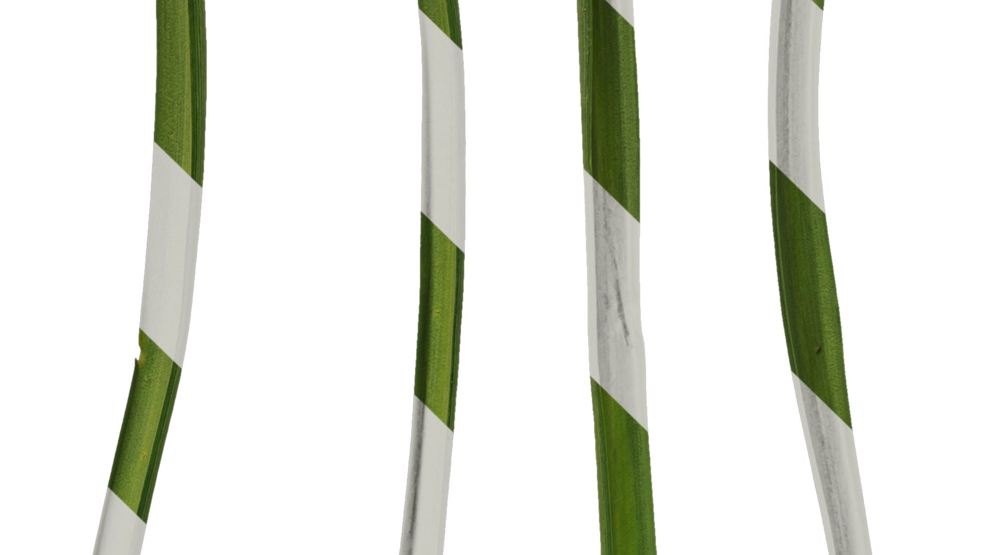 Anydrafts Muscari latifolium Leaf 01 Texture_4