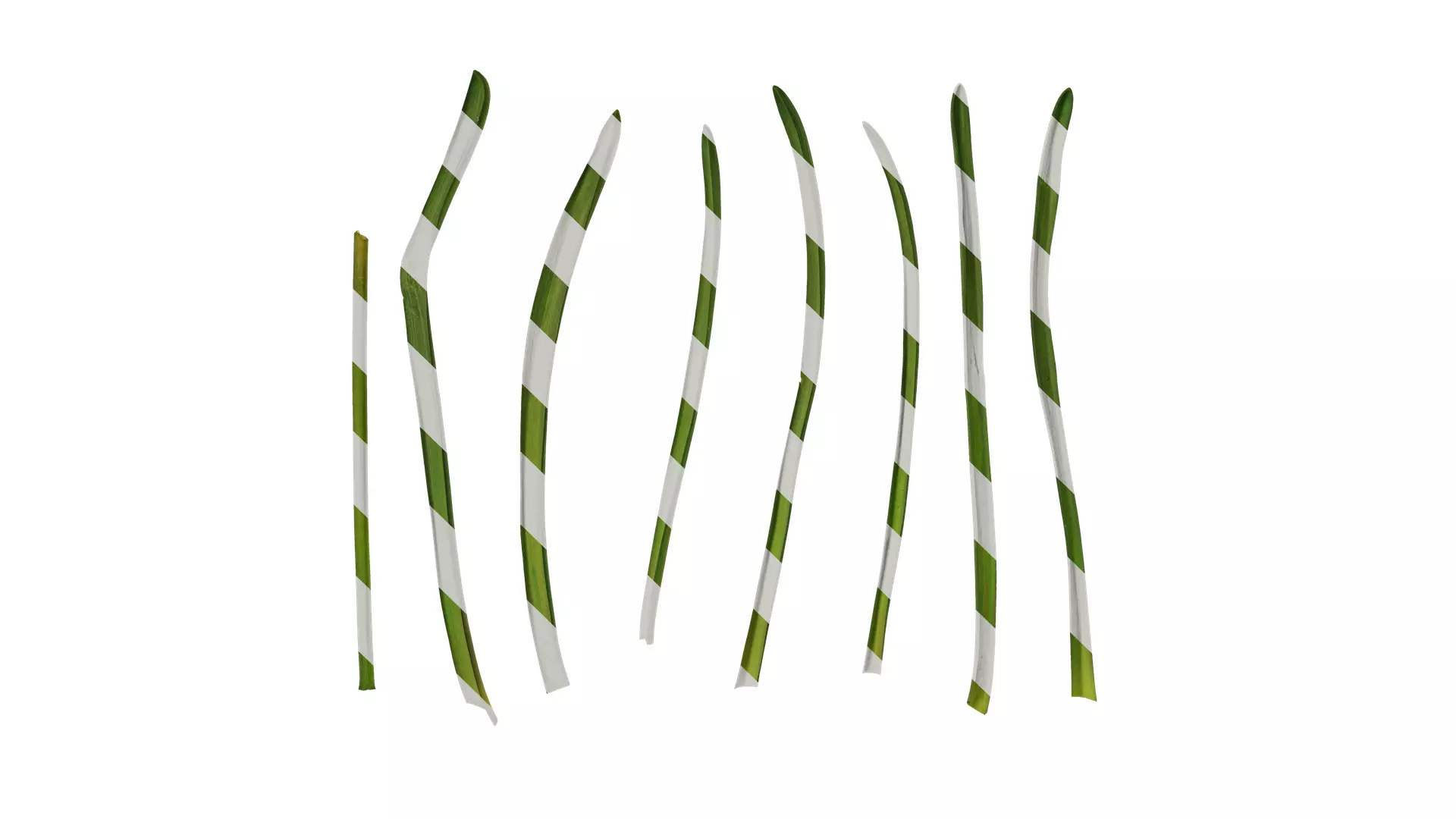 Anydrafts Muscari latifolium Leaf 01 Texture_0