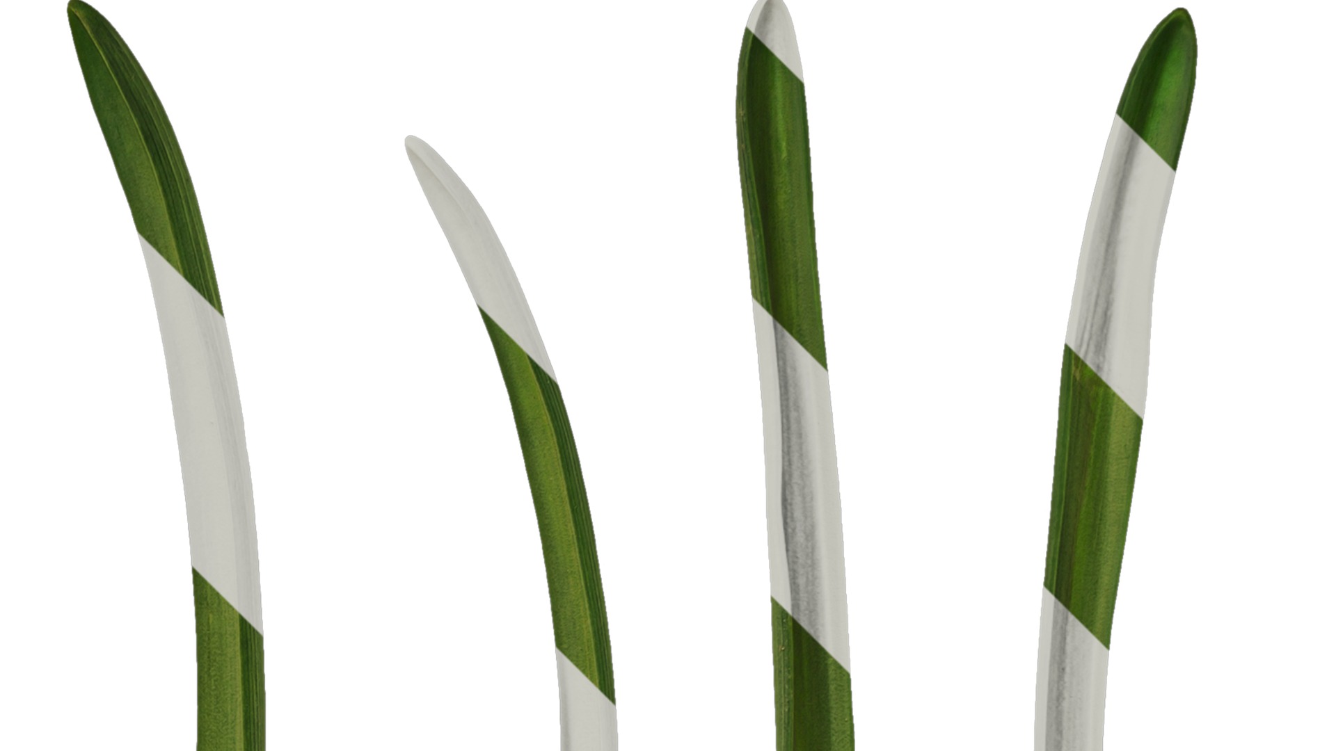 Anydrafts Muscari latifolium Leaf 01 Texture_2