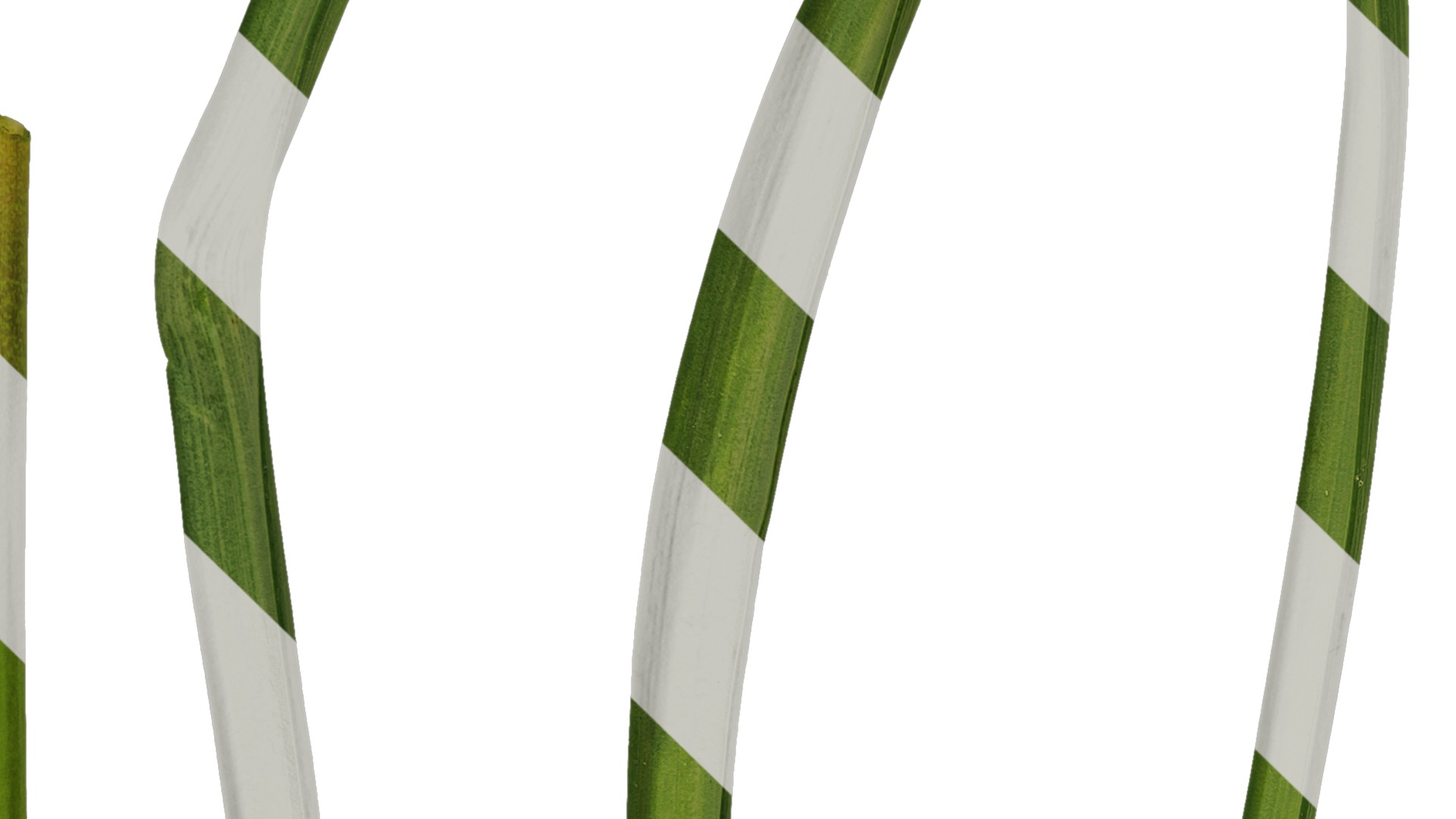 Anydrafts Muscari latifolium Leaf 01 Texture_3