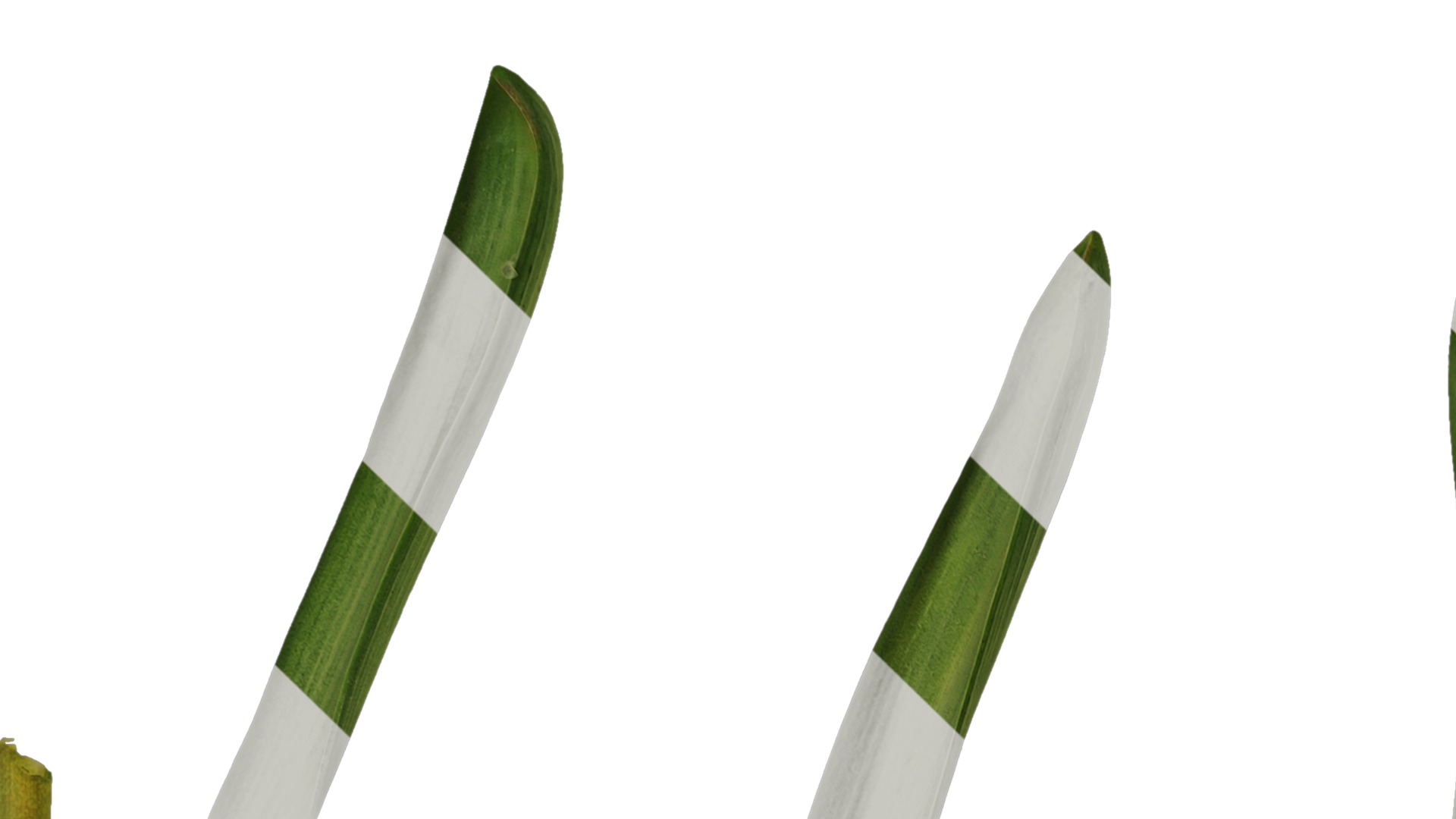 Anydrafts Muscari latifolium Leaf 01 Texture_1