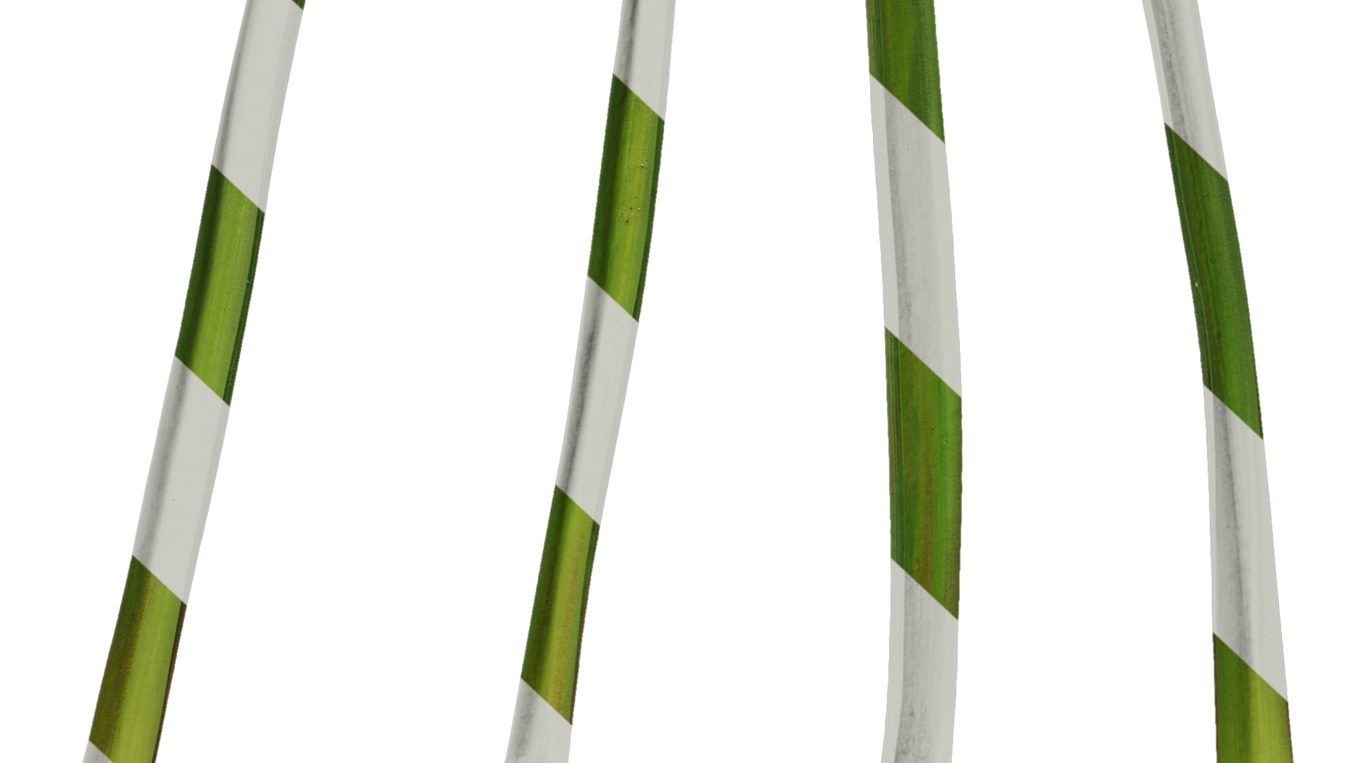 Anydrafts Muscari latifolium Leaf 01 Texture_6