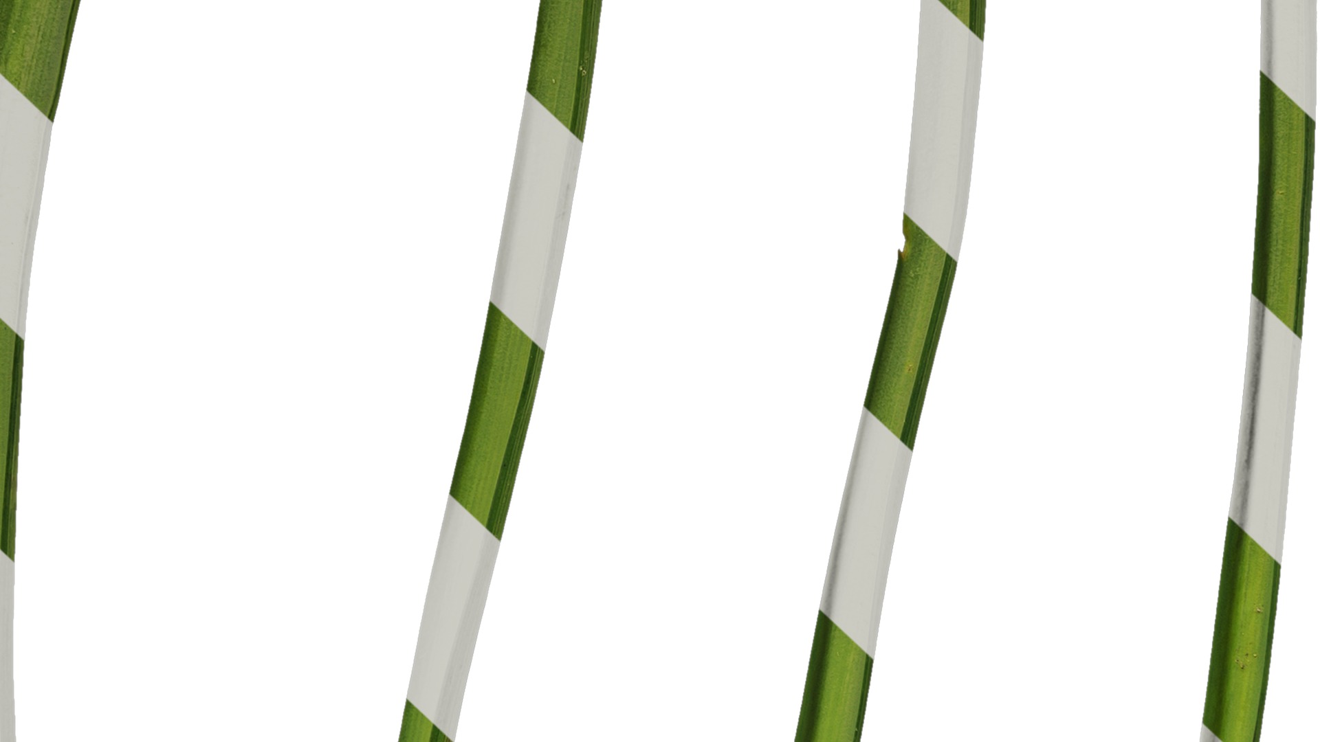 Anydrafts Muscari latifolium Leaf 01 Texture_7