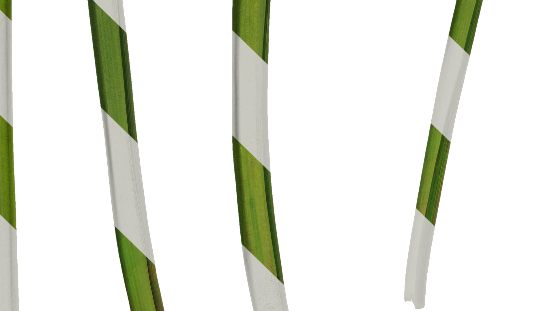 Anydrafts Muscari latifolium Leaf 01 Texture_5