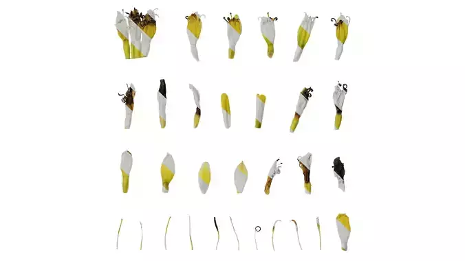 Anydrafts Musella lasiocarpa Flower 01