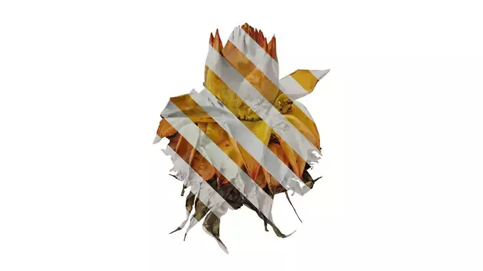 Anydrafts Musella lasiocarpa Flower 02