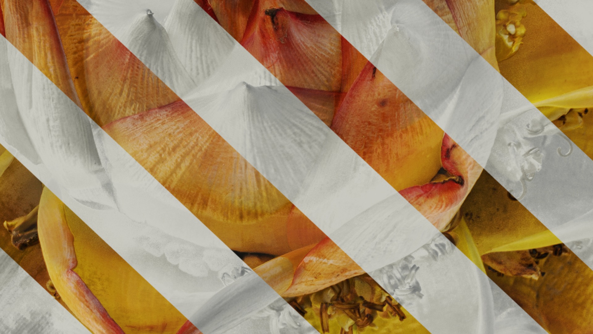 Anydrafts Musella lasiocarpa Flower 03 Texture_7