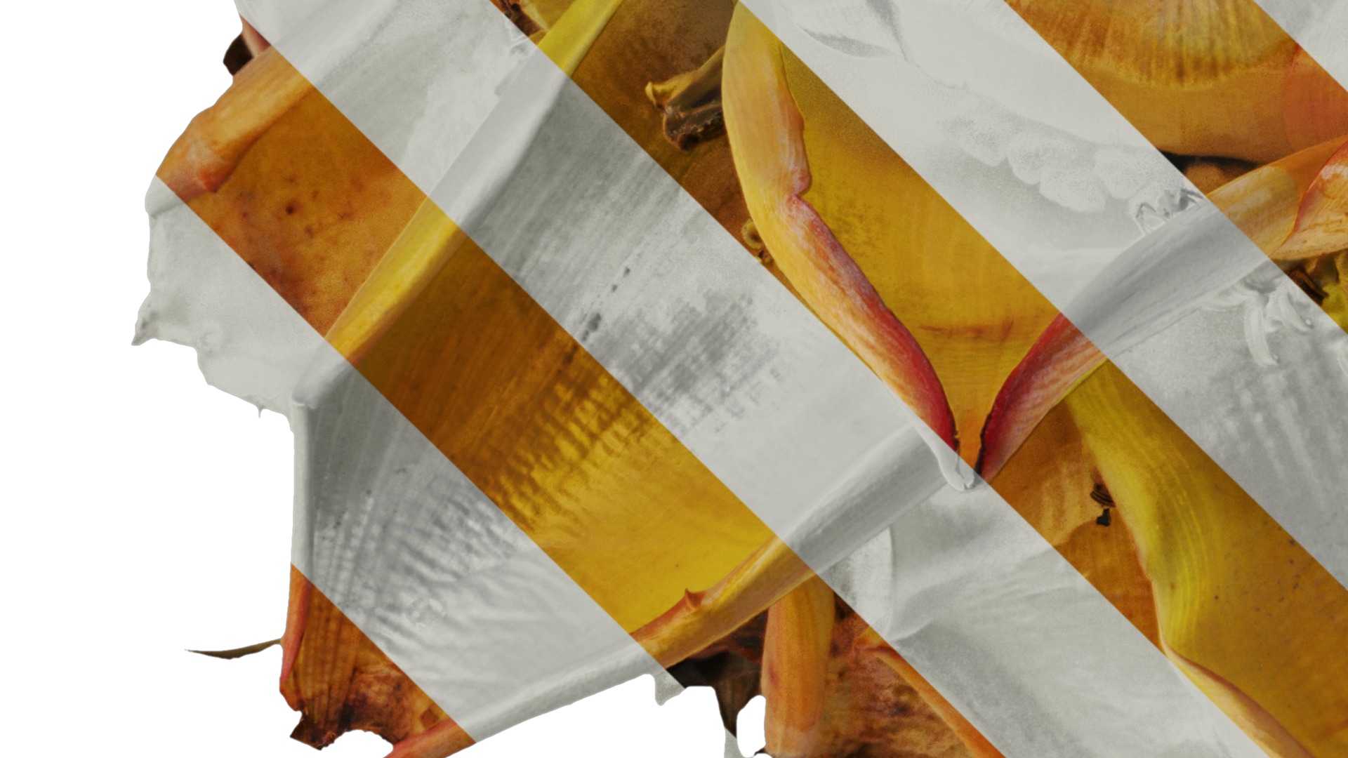 Anydrafts Musella lasiocarpa Flower 03 Texture_5