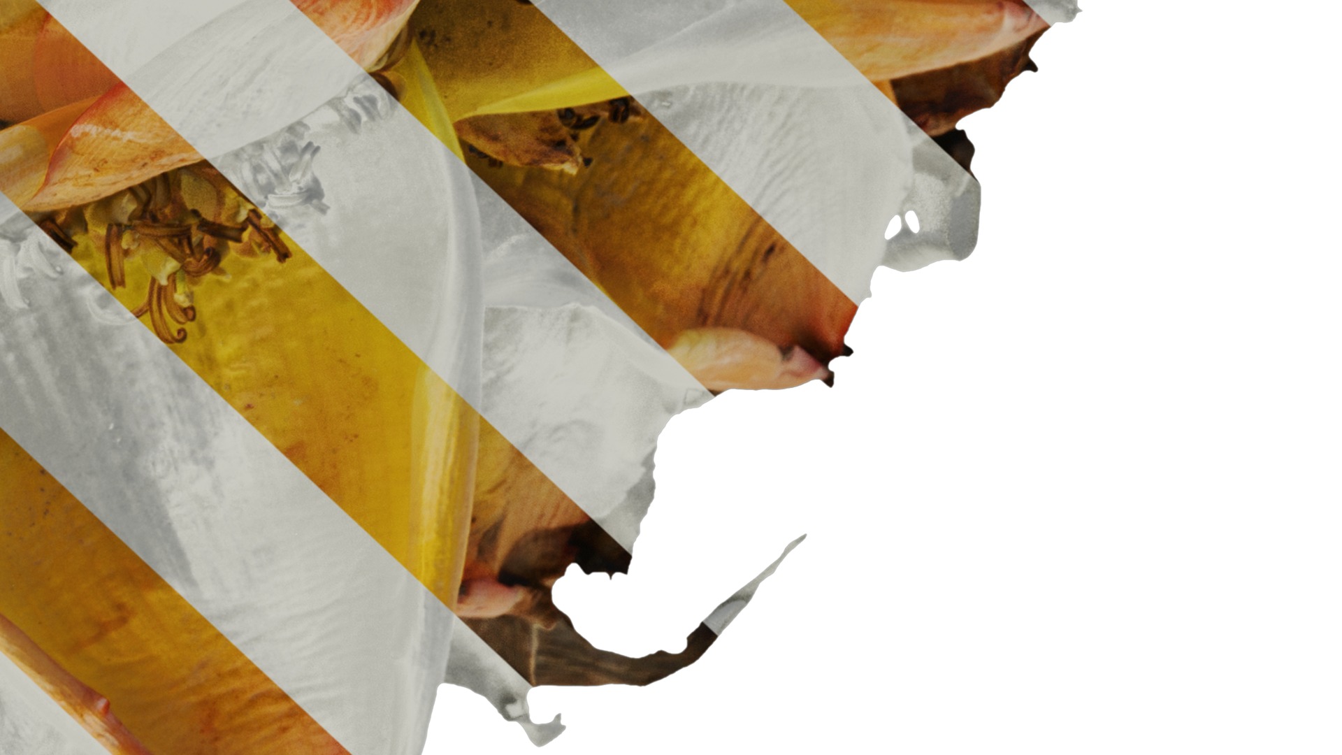 Anydrafts Musella lasiocarpa Flower 03 Texture_6