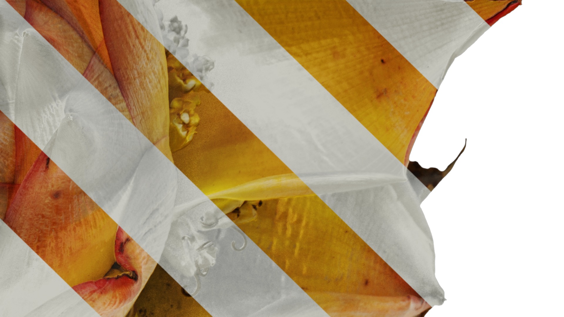 Anydrafts Musella lasiocarpa Flower 03 Texture_4