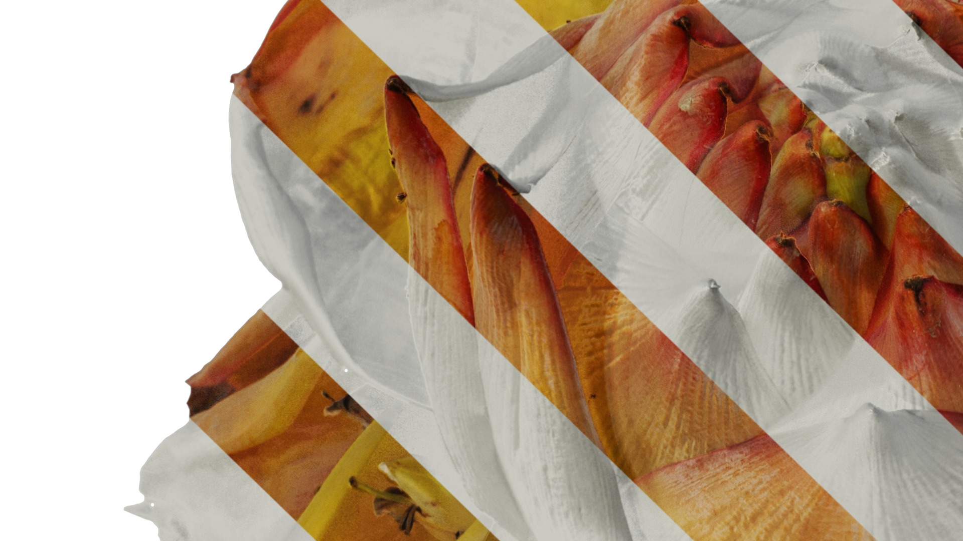 Anydrafts Musella lasiocarpa Flower 03 Texture_3