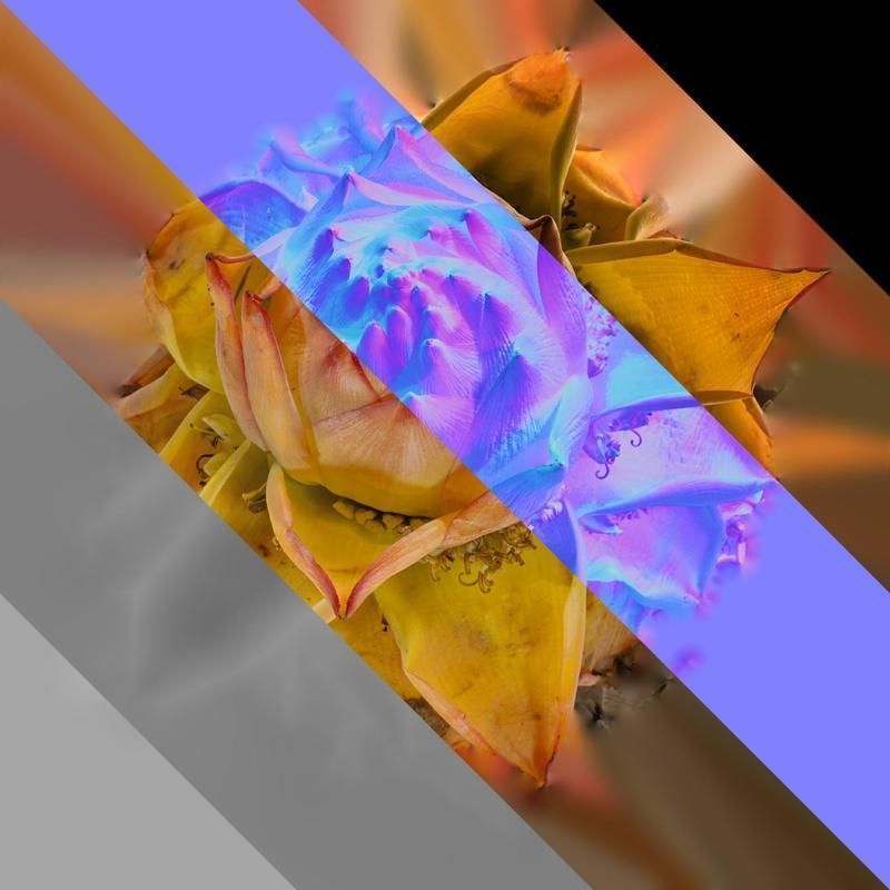 Anydrafts Musella lasiocarpa Flower 03 Texture_8