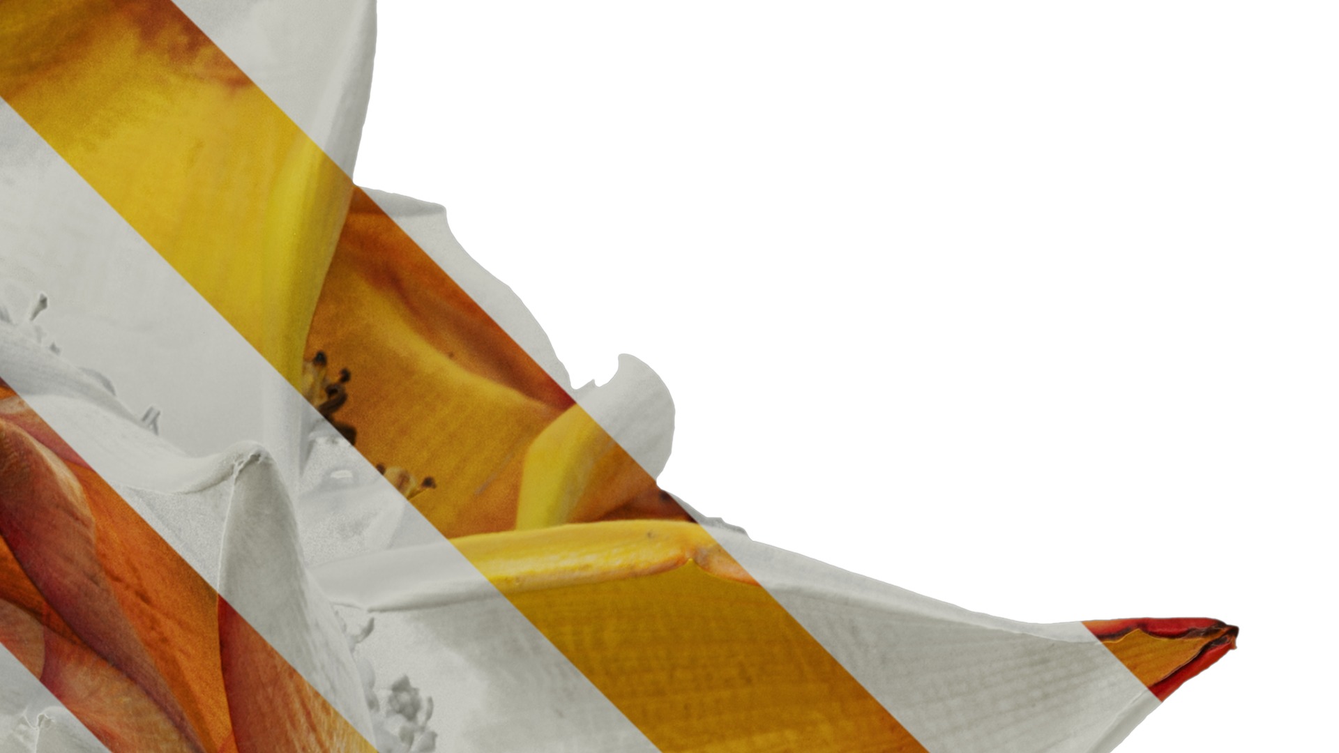 Anydrafts Musella lasiocarpa Flower 03 Texture_2