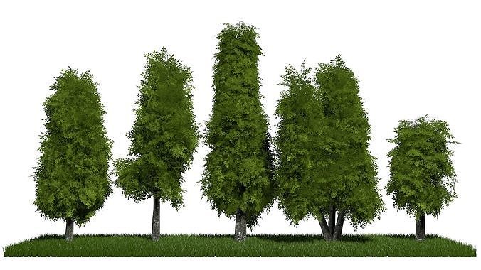 Five low poly trees R3 3D model