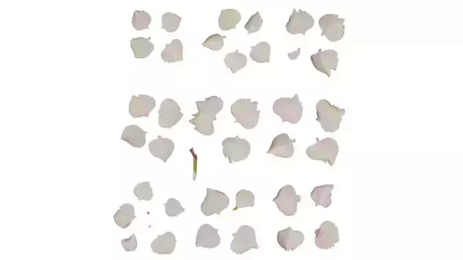 Anydrafts Hydrangea macrophylla Flower 17