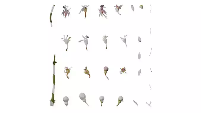 Anydrafts Hydrangea macrophylla Flower 29