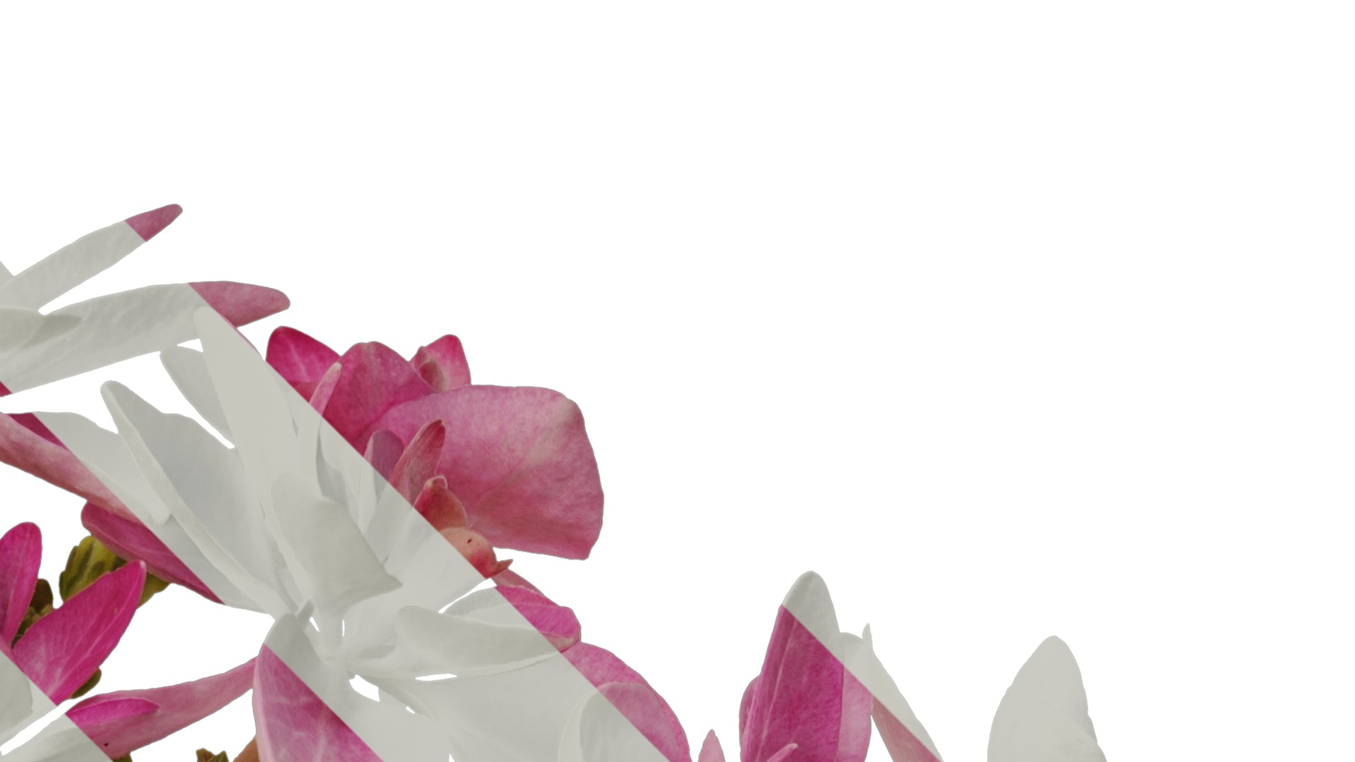 Anydrafts Hydrangea macrophylla Flower 33 Texture_2