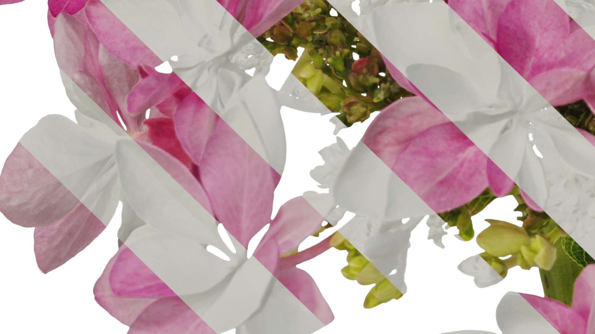 Anydrafts Hydrangea macrophylla Flower 33 Texture_5