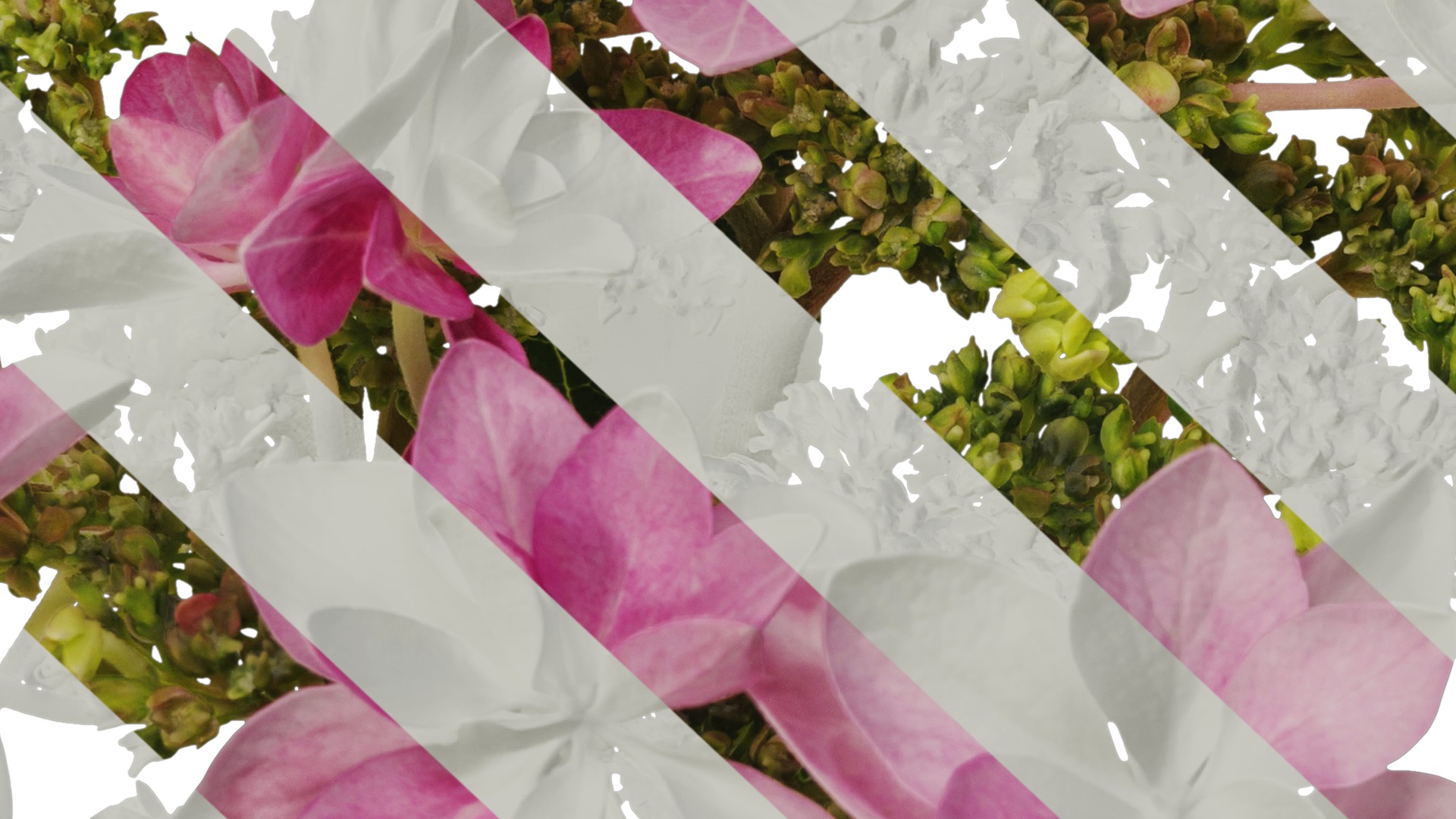 Anydrafts Hydrangea macrophylla Flower 33 Texture_7