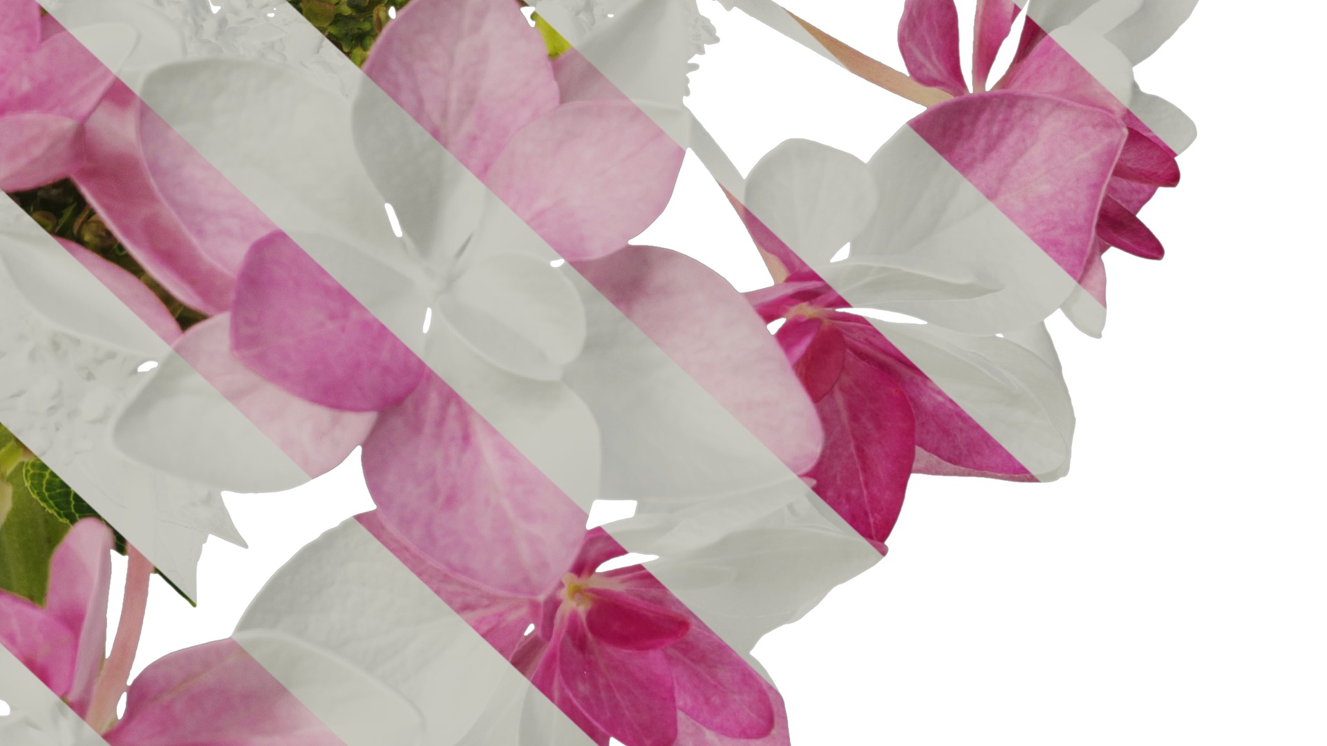 Anydrafts Hydrangea macrophylla Flower 33 Texture_6