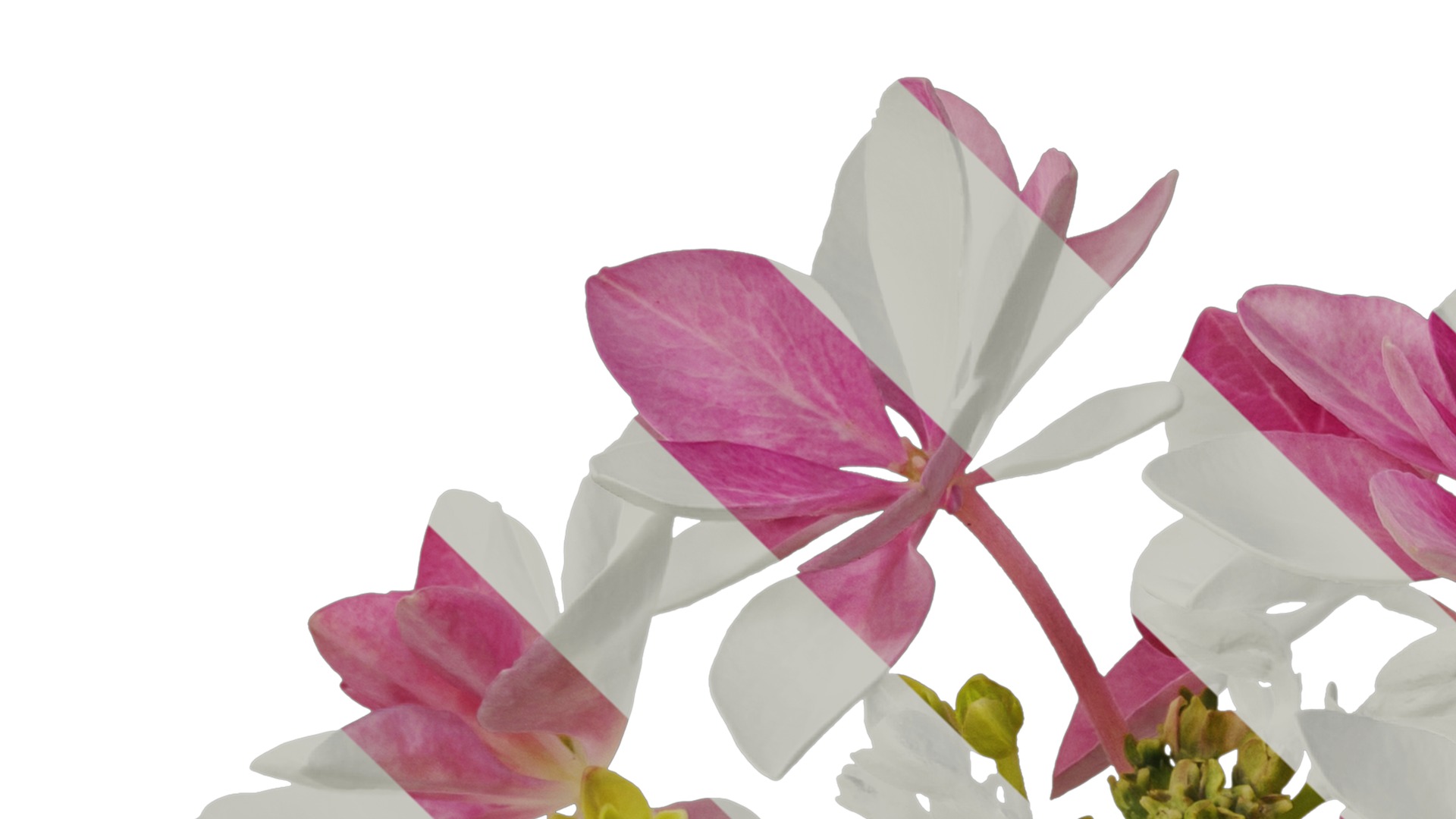 Anydrafts Hydrangea macrophylla Flower 33 Texture_1