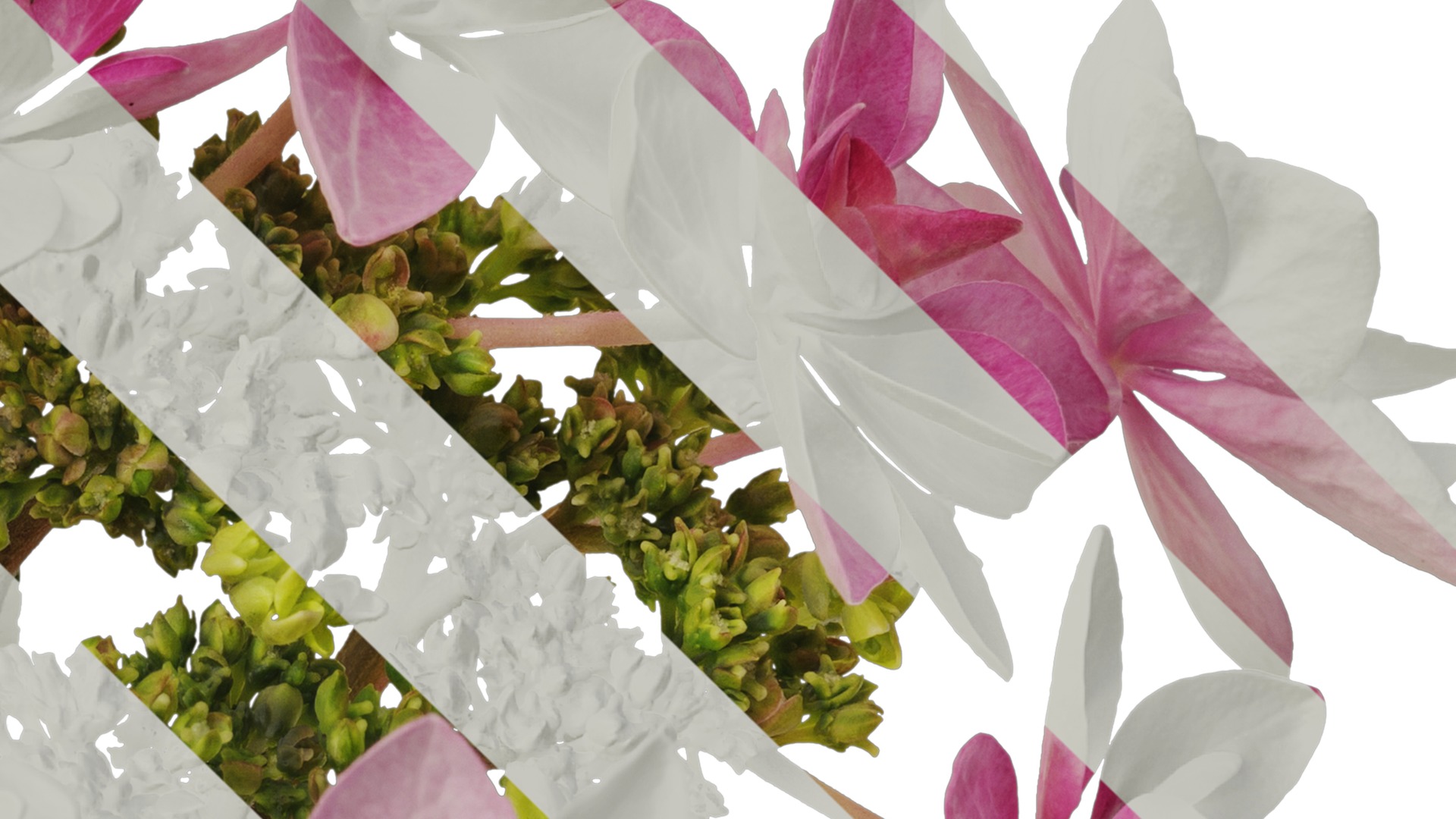 Anydrafts Hydrangea macrophylla Flower 33 Texture_4