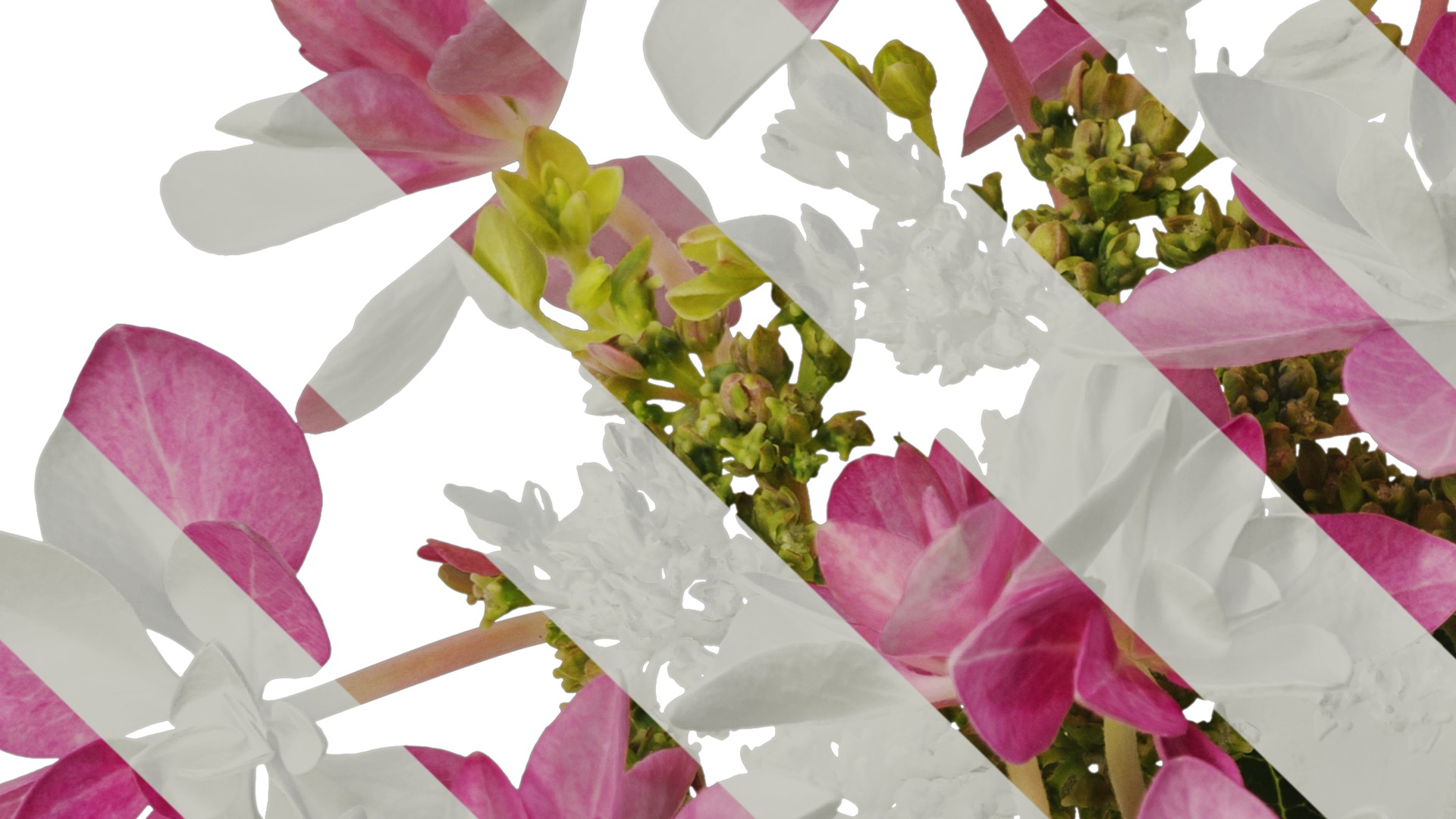 Anydrafts Hydrangea macrophylla Flower 33 Texture_3