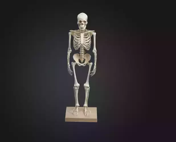 Human skeleton ultra realistic