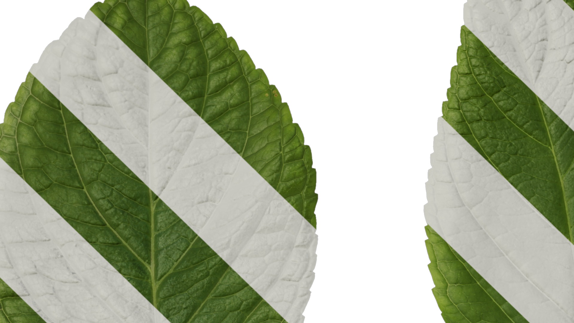 Anydrafts Hydrangea macrophylla Leaf 01 Texture_1