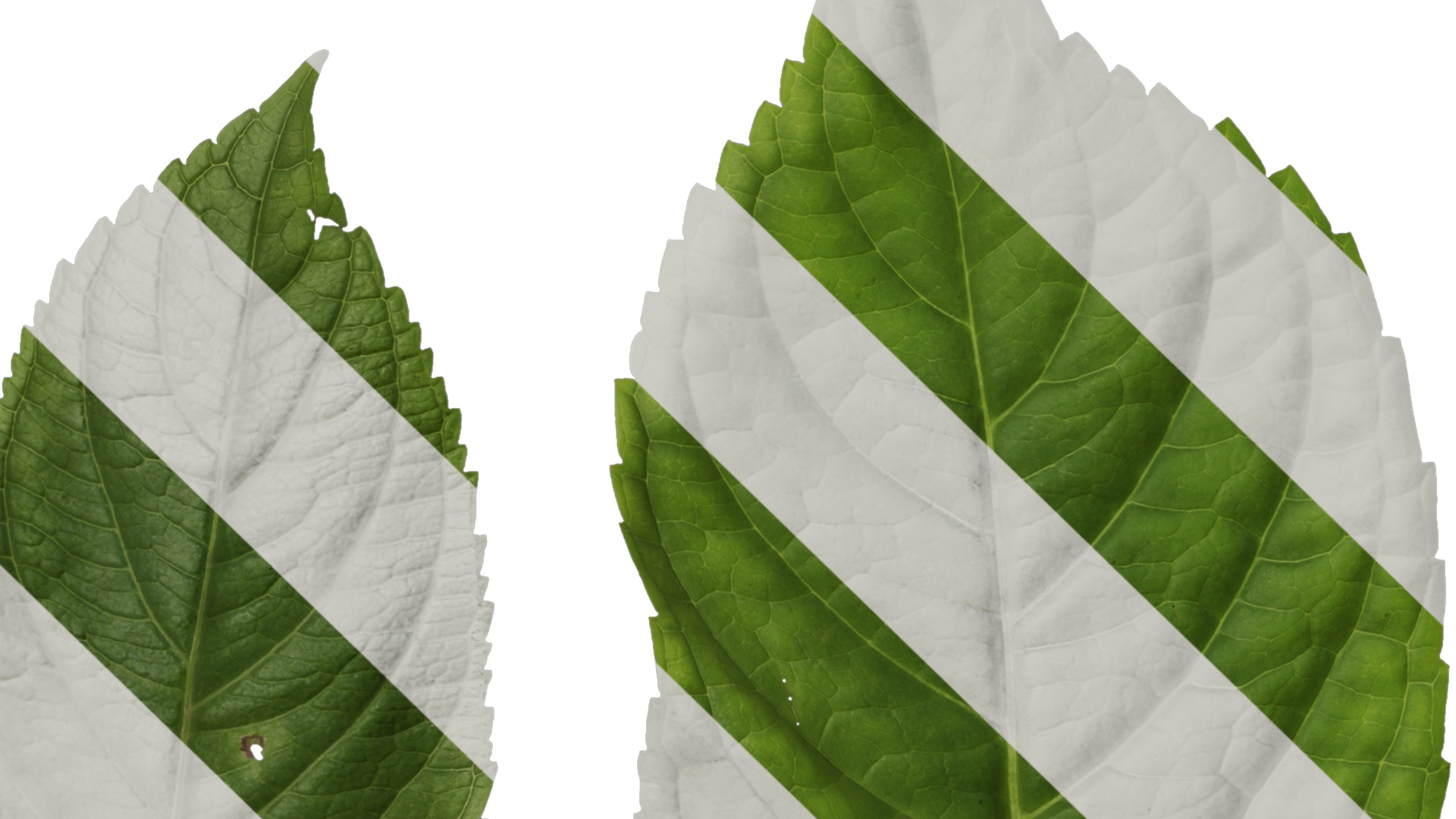 Anydrafts Hydrangea macrophylla Leaf 01 Texture_5