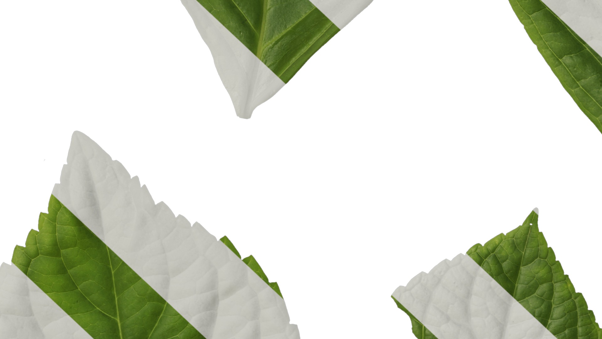 Anydrafts Hydrangea macrophylla Leaf 01 Texture_7