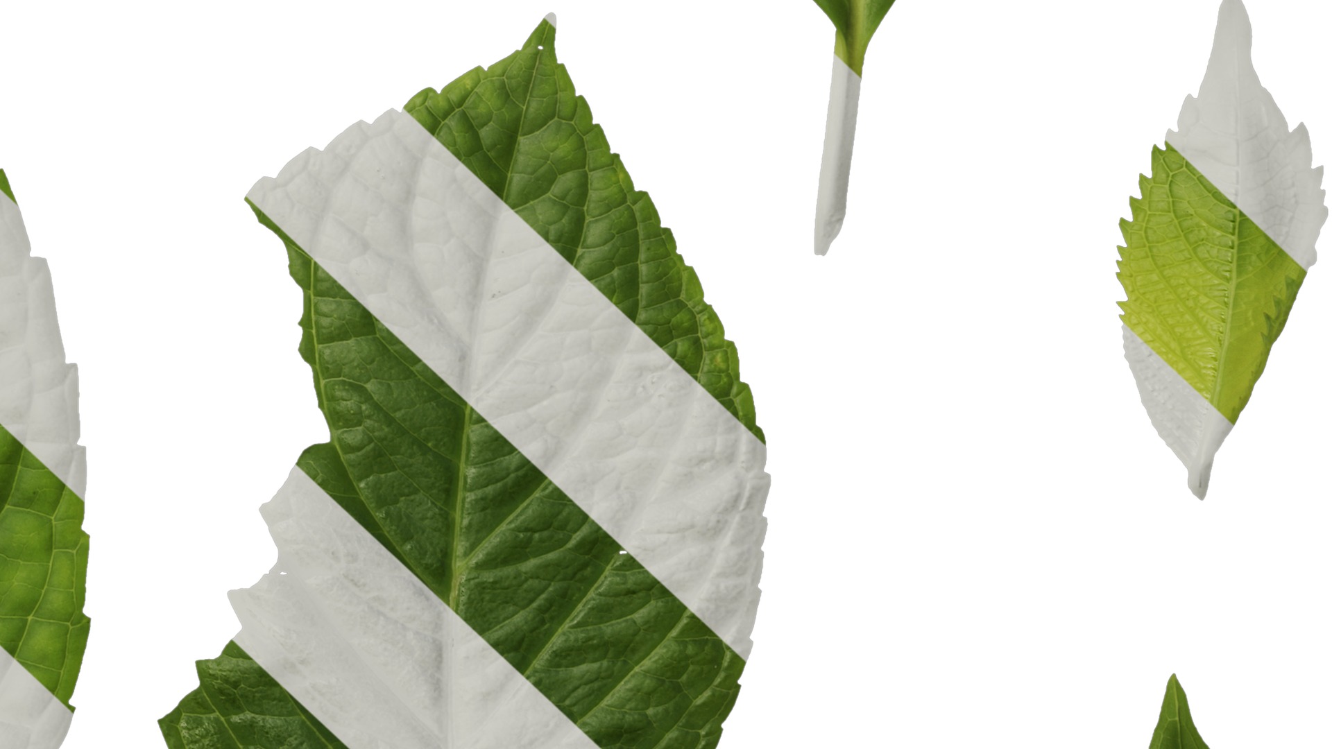 Anydrafts Hydrangea macrophylla Leaf 01 Texture_6