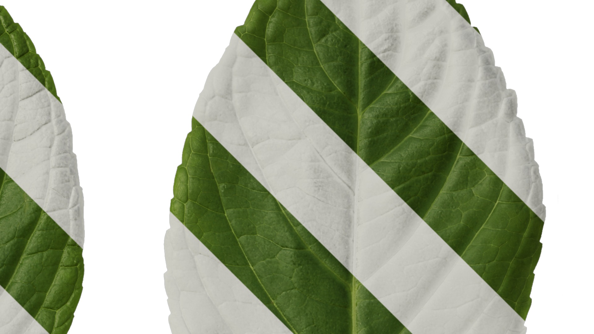 Anydrafts Hydrangea macrophylla Leaf 01 Texture_2