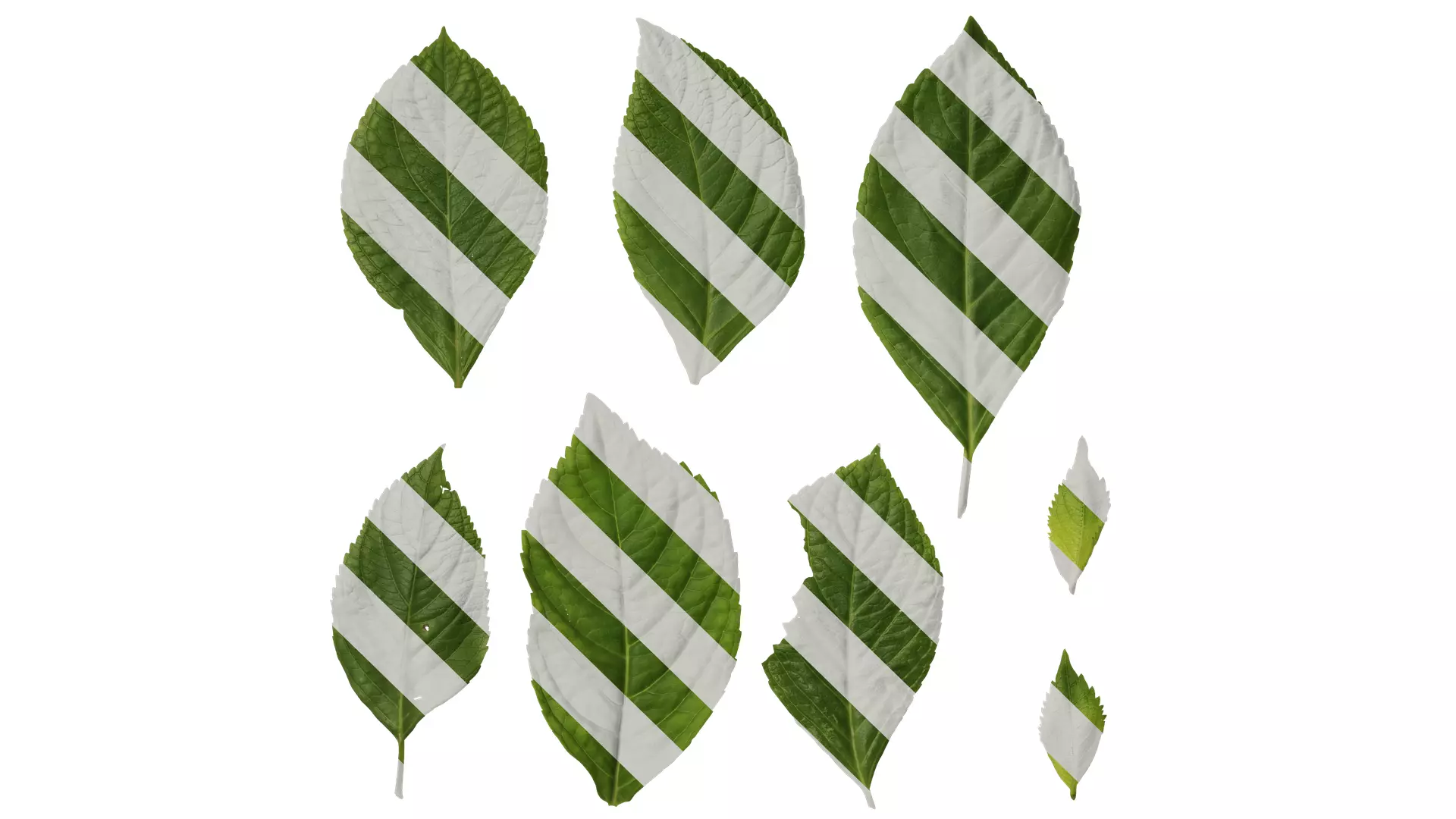 Anydrafts Hydrangea macrophylla Leaf 01 Texture_0