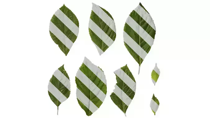 Anydrafts Hydrangea macrophylla Leaf 01