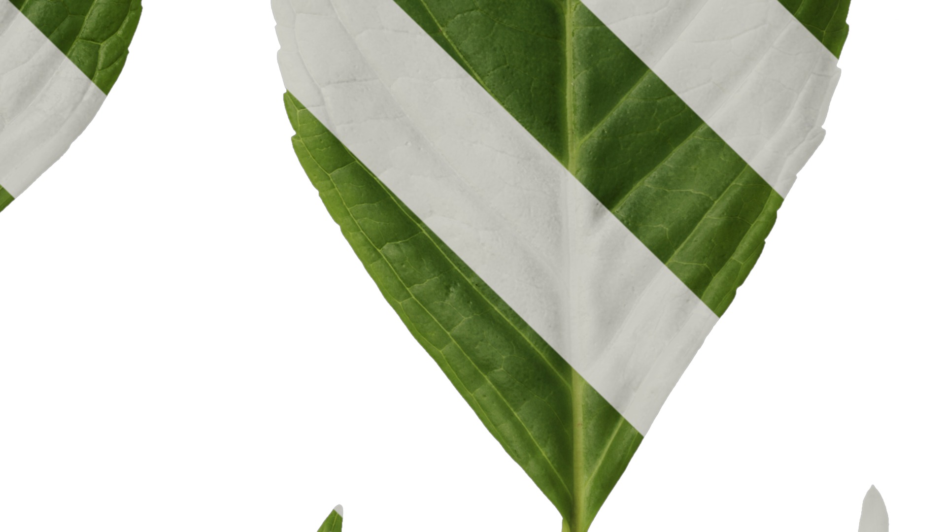 Anydrafts Hydrangea macrophylla Leaf 01 Texture_4