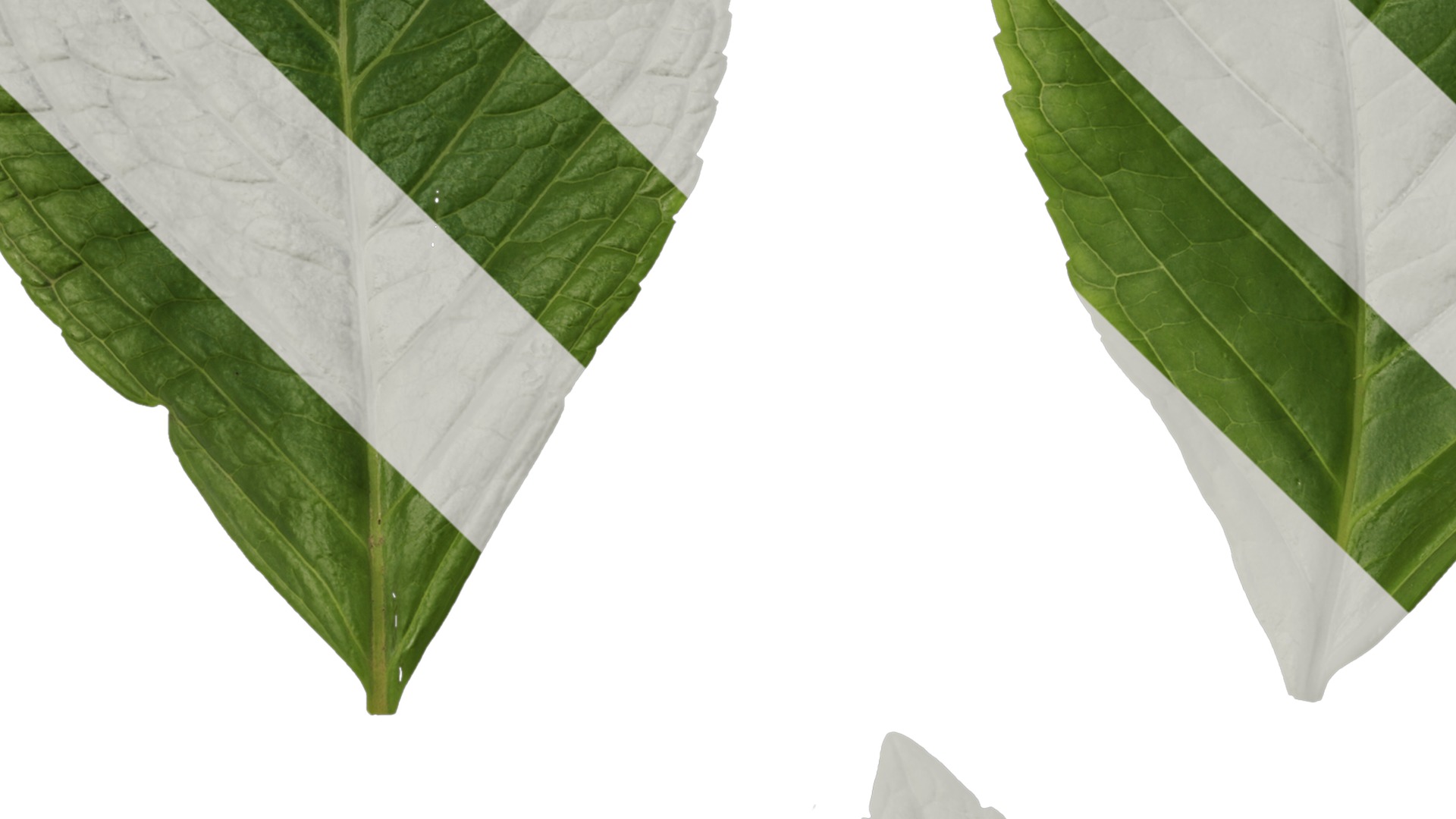 Anydrafts Hydrangea macrophylla Leaf 01 Texture_3