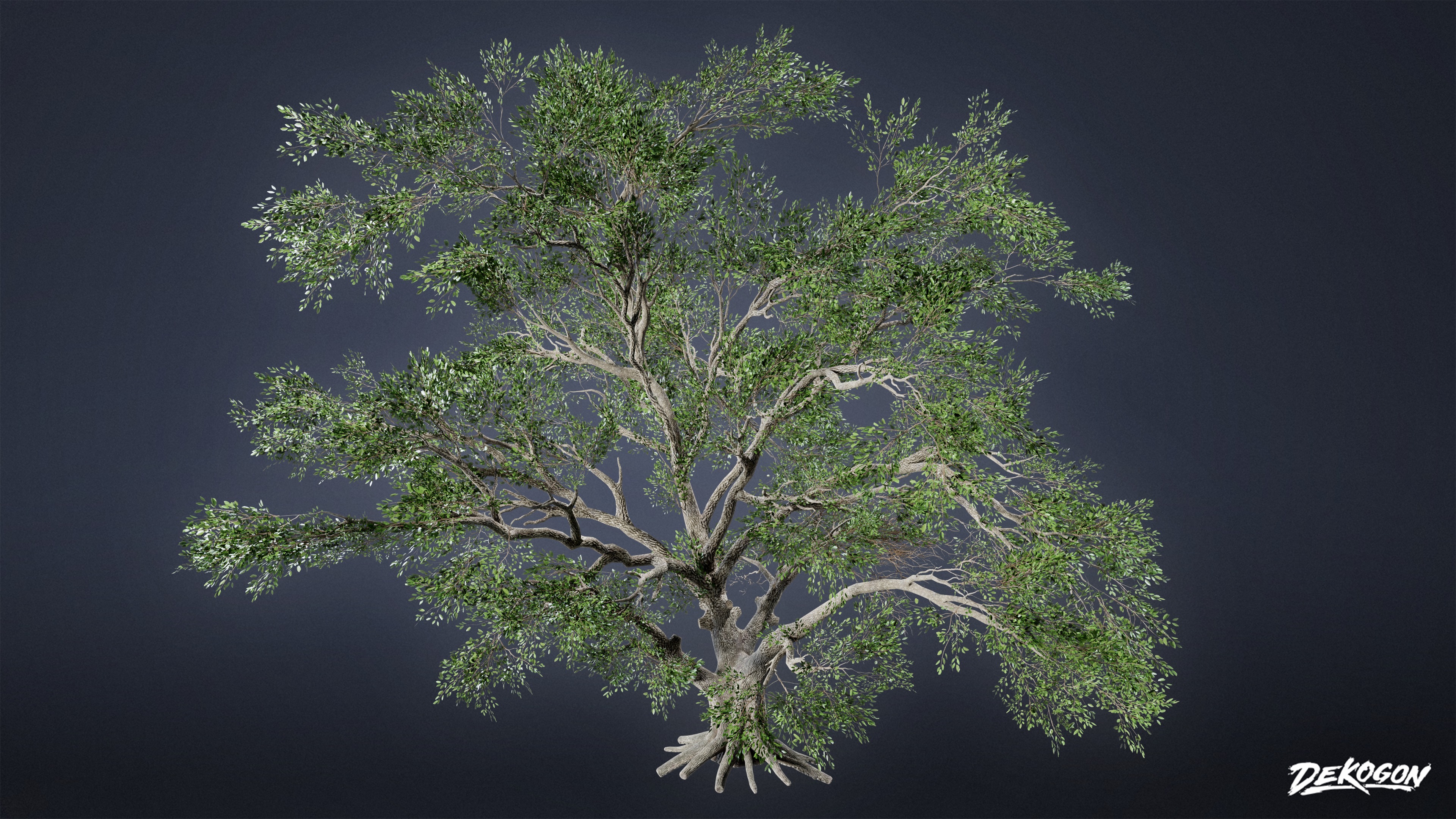 FOLIAGE - Southern Oak 01 - LOW POLY AND NANITE Low-poly 3D model_3