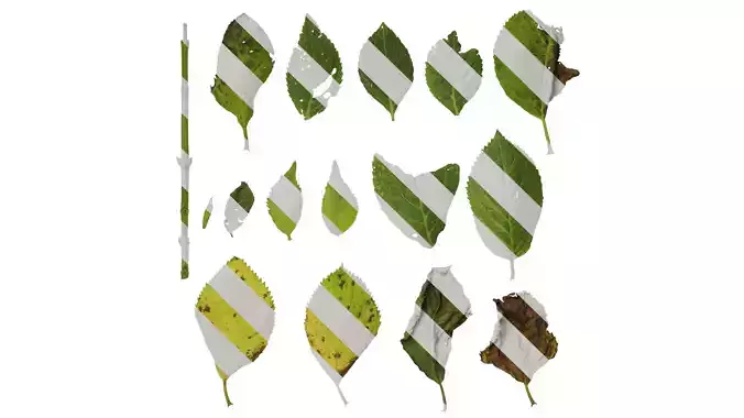 Anydrafts Hydrangea macrophylla Leaf 02