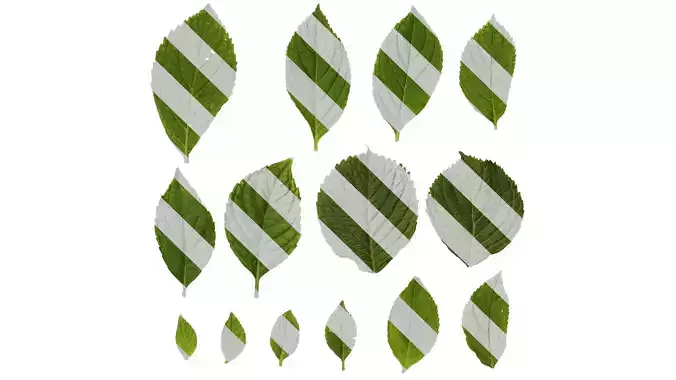 Anydrafts Hydrangea macrophylla Leaf 03