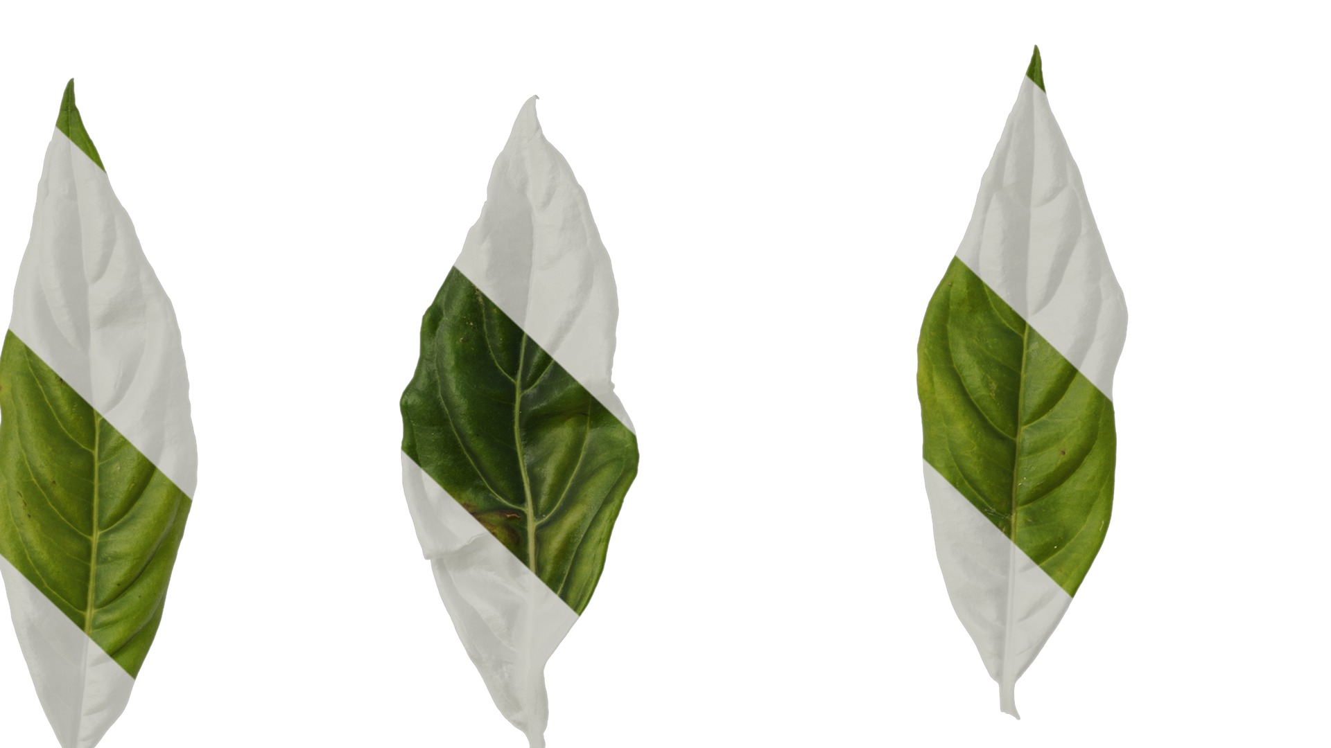 Anydrafts Hydrangea macrophylla Leaf 04 Texture_7