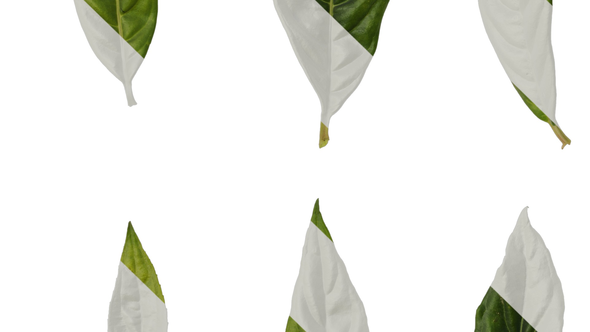 Anydrafts Hydrangea macrophylla Leaf 04 Texture_3